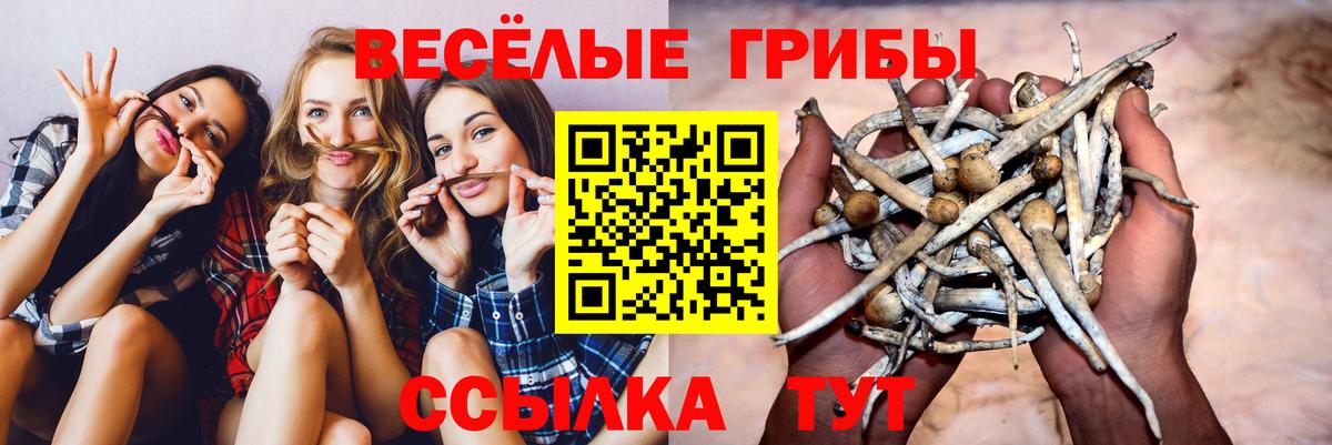 Галлюциногенные грибы GOLDEN TEACHER Малгобек